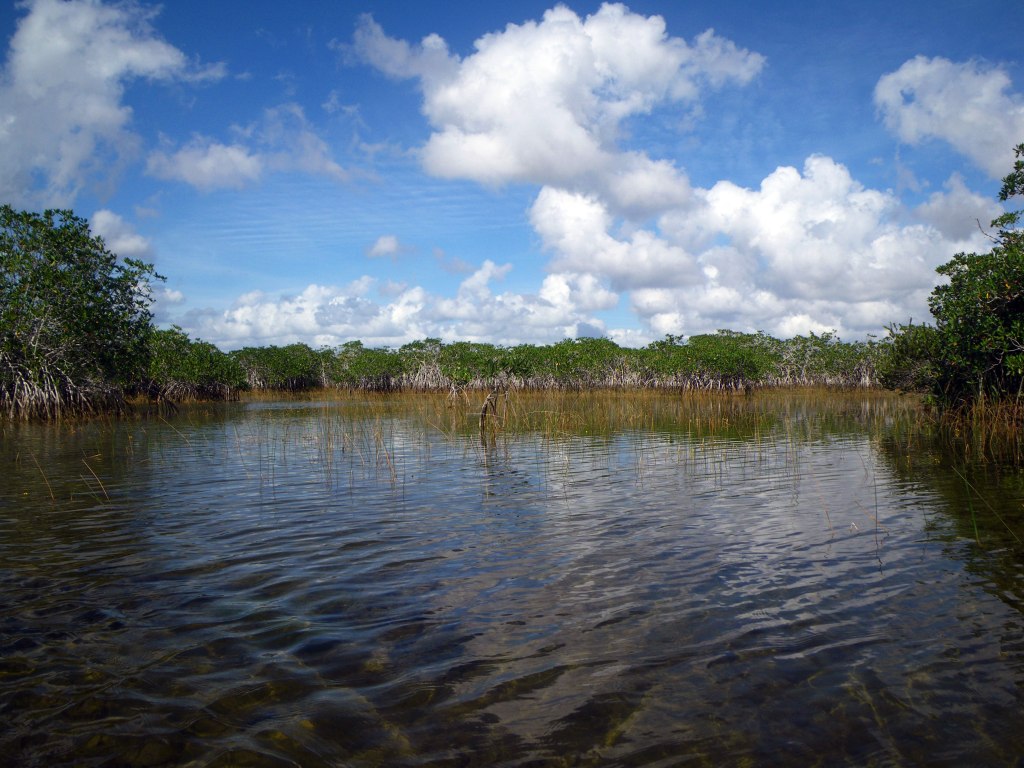 Inland Mangrove, Everglades -Photo by Tim Giller