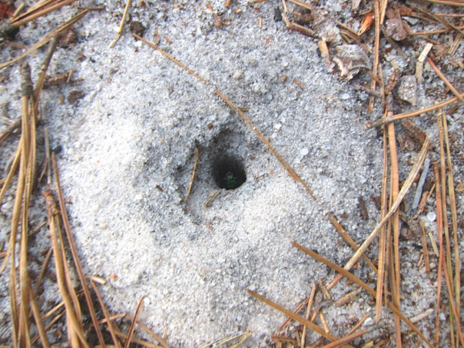 Spider hole in "sugar sand"