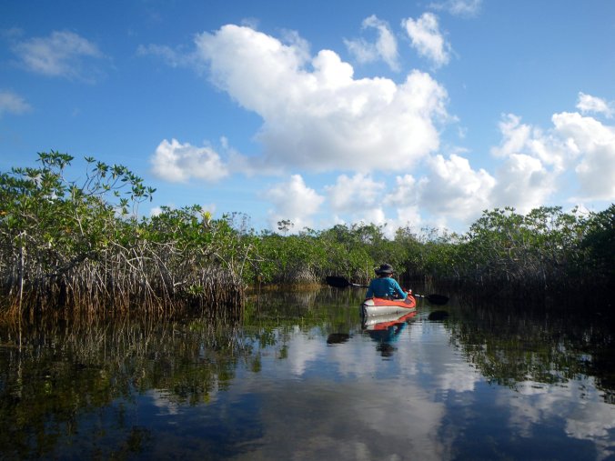 Mangroves - Photo by Tim Giller